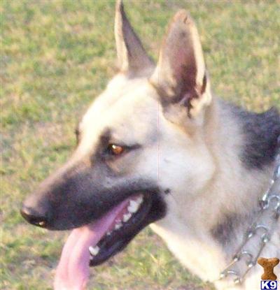 Dogs - German Shepherd
